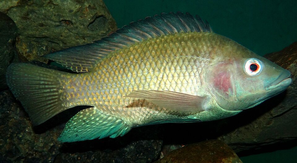 St. Peter's Fish on the Sea of Galilee